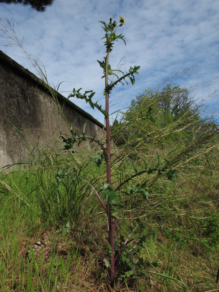 Sonchus asper?