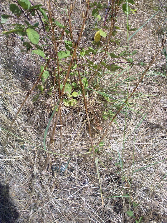 Stazione di Himatoglossum adriaticum