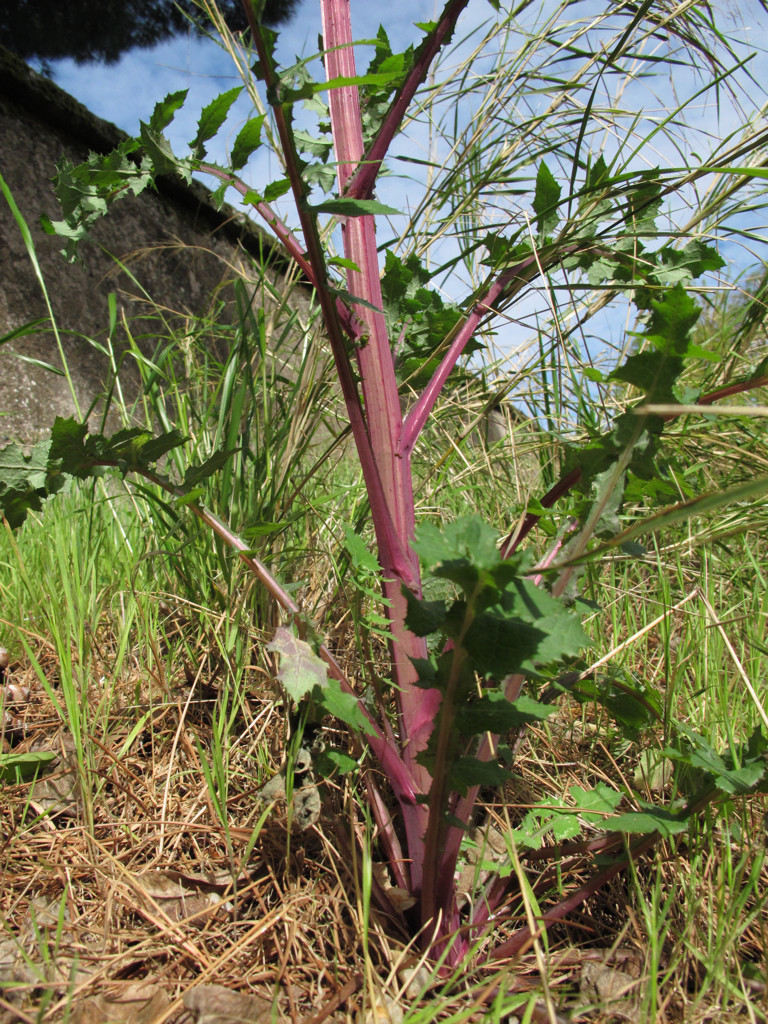 Sonchus asper?