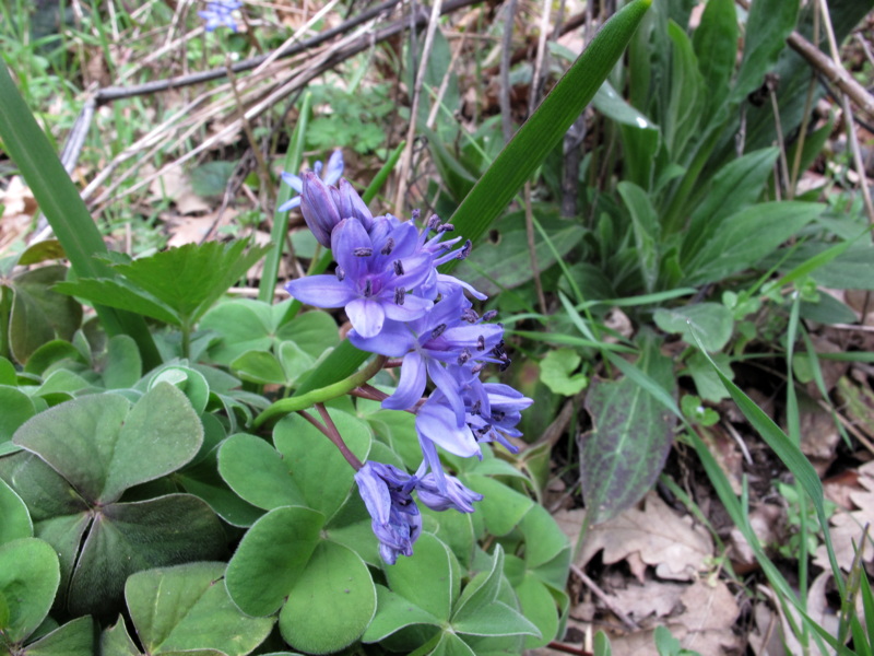 Scilla bifolia L. (variabilit)