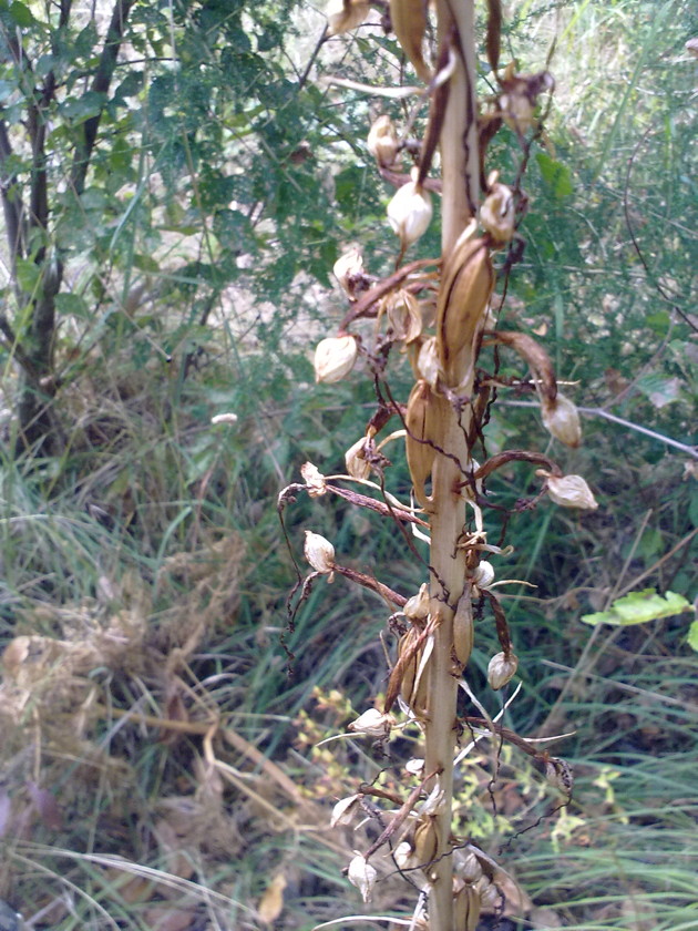 Stazione di Himatoglossum adriaticum