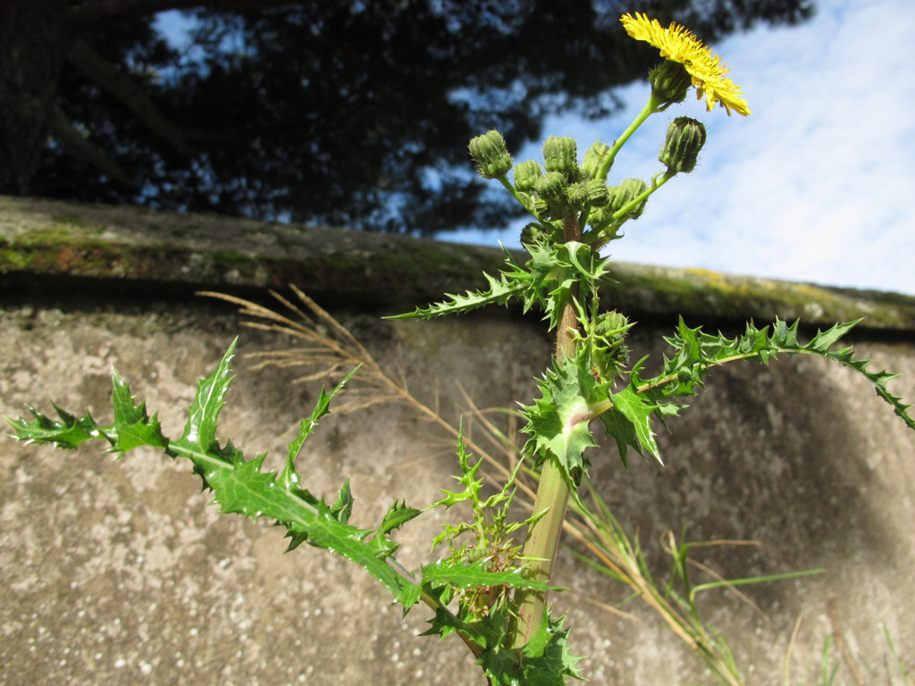 Sonchus asper?