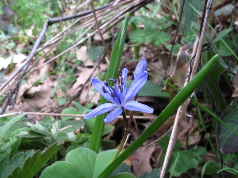 Scilla bifolia L. (variabilit)