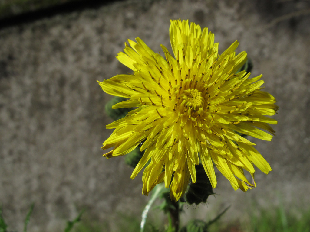 Sonchus asper?