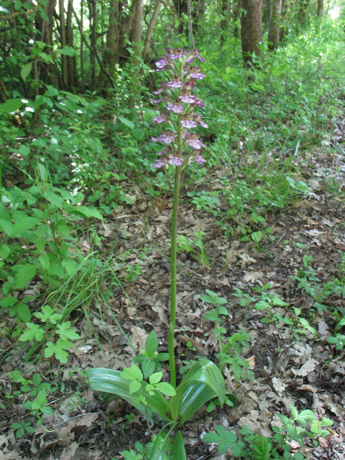 Orchis_purpurea: variazioni sul tema