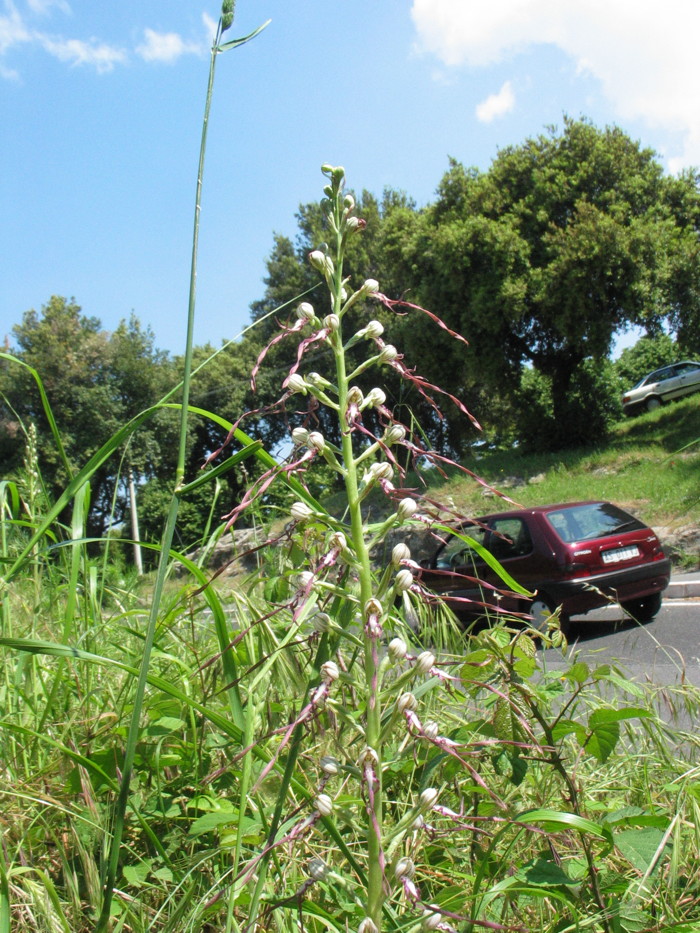 Stazione di Himatoglossum adriaticum