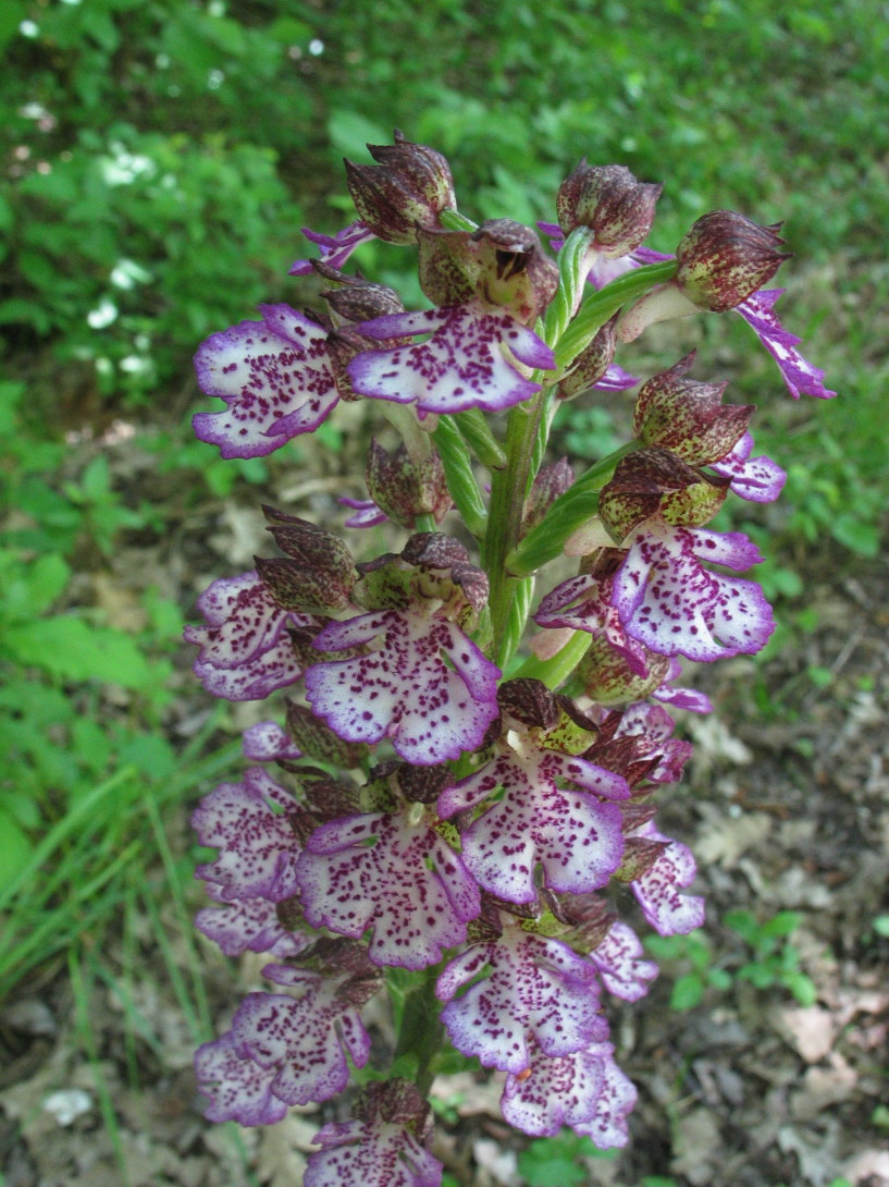 Orchis_purpurea: variazioni sul tema