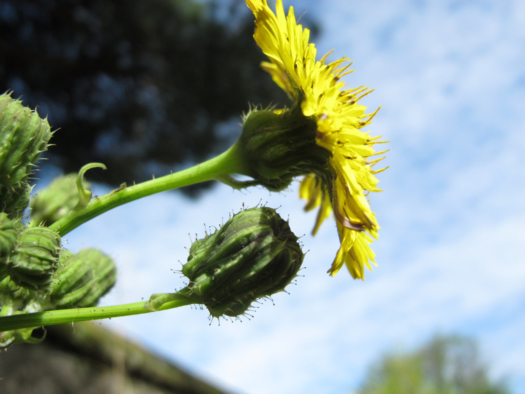 Sonchus asper?