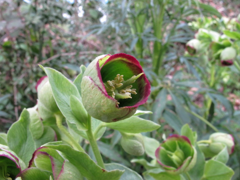 Helleborus foetidus