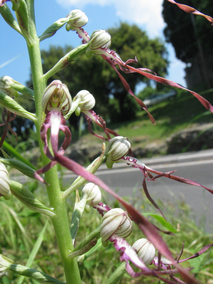 Stazione di Himatoglossum adriaticum