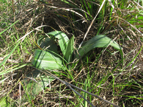 Stazione di Himatoglossum adriaticum