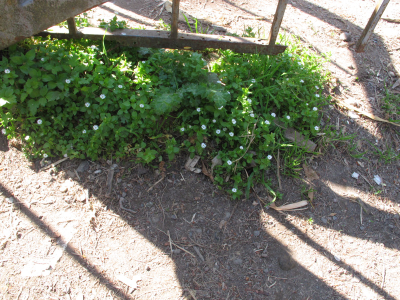 Stellaria neglecta Weihe