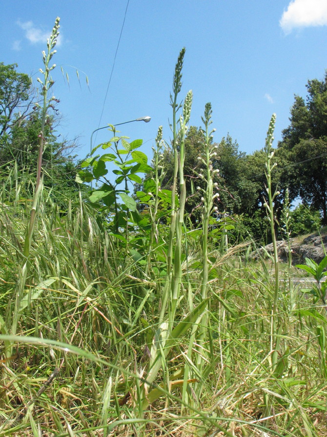 Stazione di Himatoglossum adriaticum