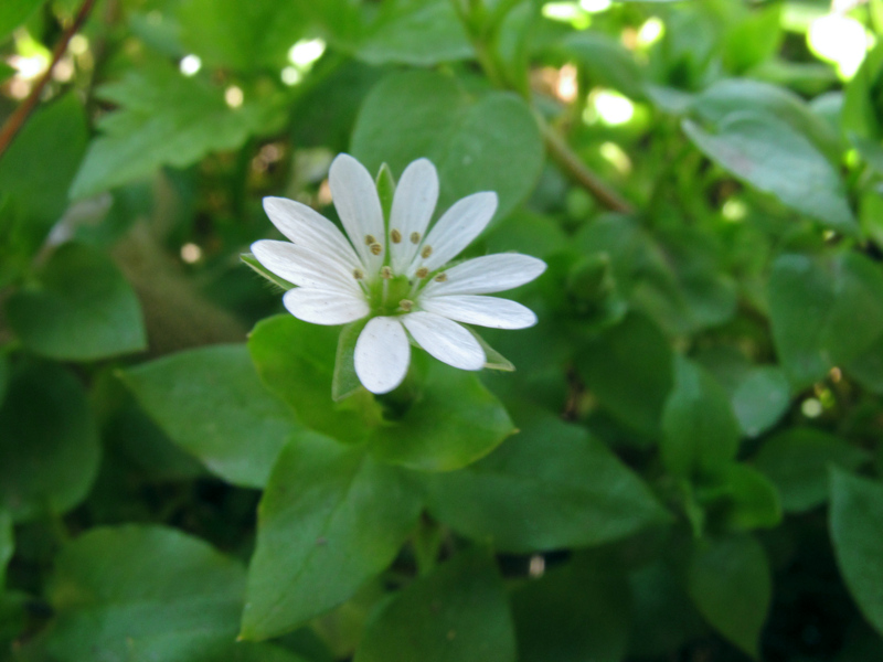 Stellaria neglecta Weihe