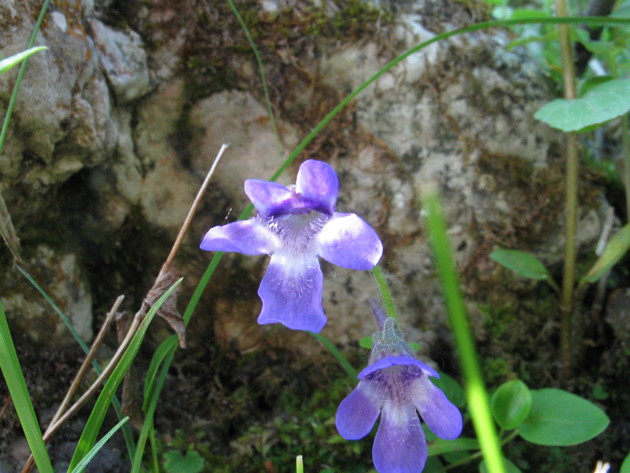 Pinguicula vallis-regiae