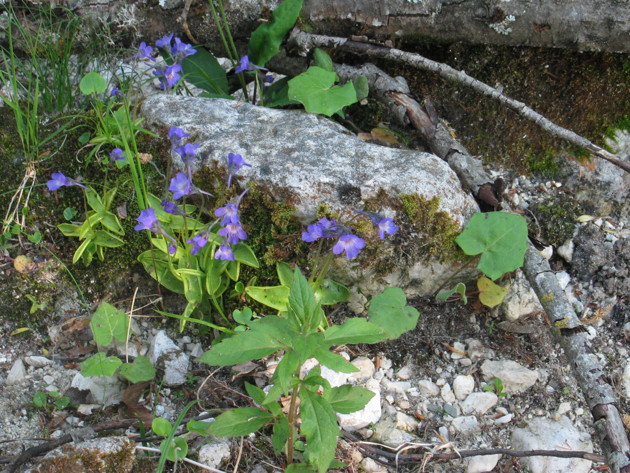 Pinguicula vallis-regiae