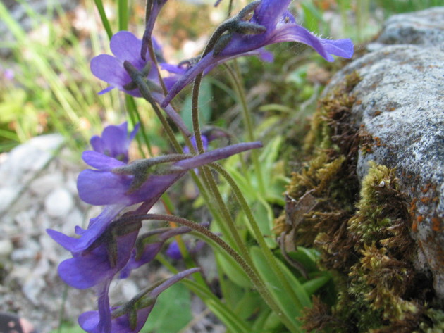 Pinguicula vallis-regiae