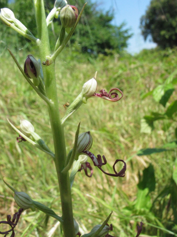 Stazione di Himatoglossum adriaticum