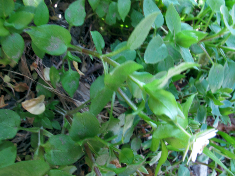 Stellaria neglecta Weihe