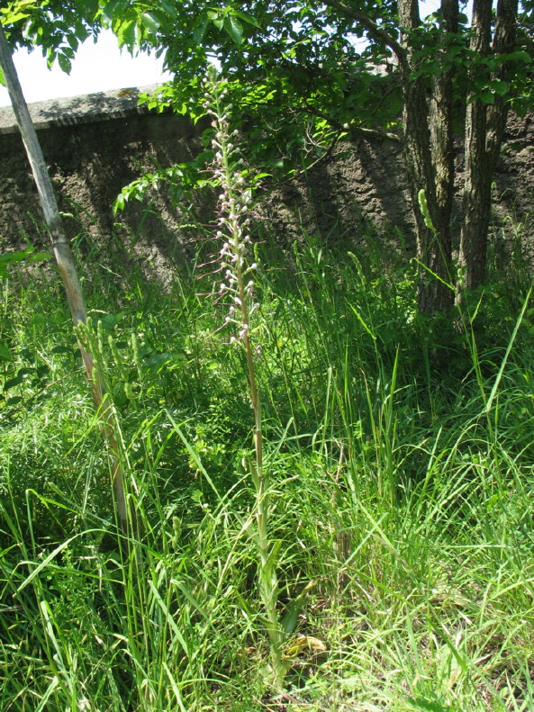 Stazione di Himatoglossum adriaticum