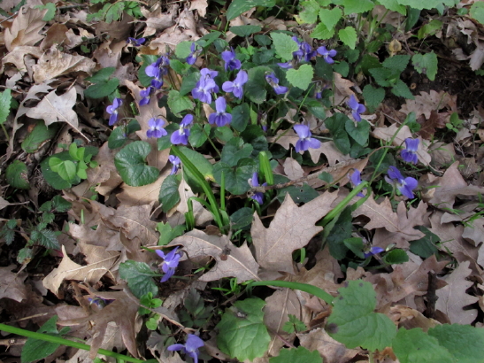 Viola alba subsp. dehnhardtii