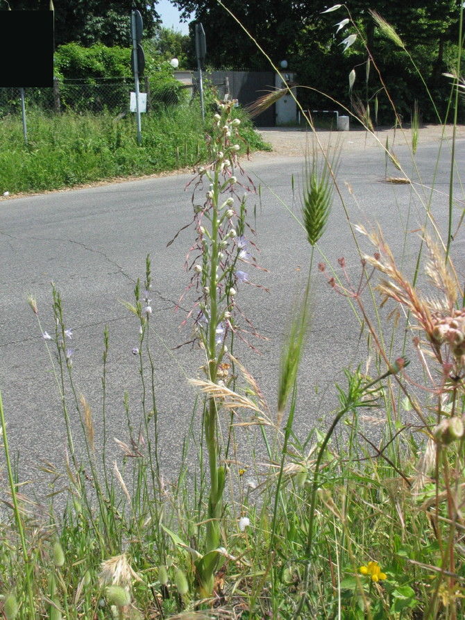 Stazione di Himatoglossum adriaticum