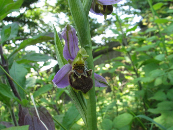 Stazione di Himatoglossum adriaticum