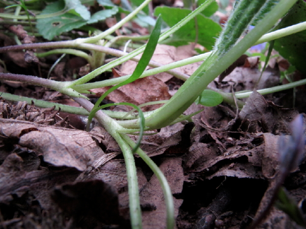 Viola alba subsp. dehnhardtii