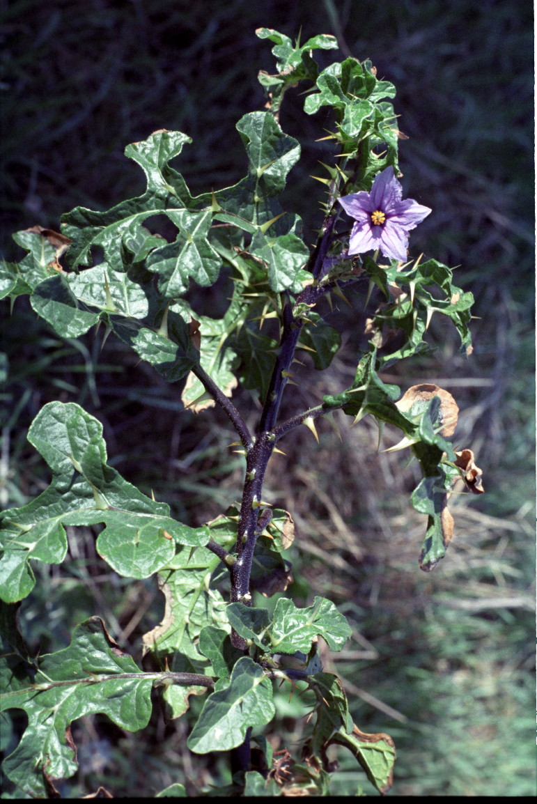 Solanum linnaeanum