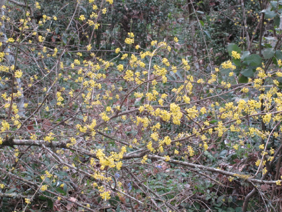 Fiorellini gialli sul ramo: Cornus mas L.