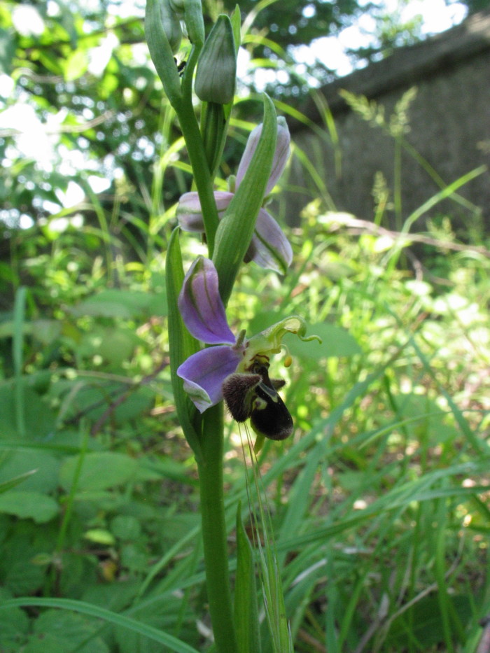 Stazione di Himatoglossum adriaticum