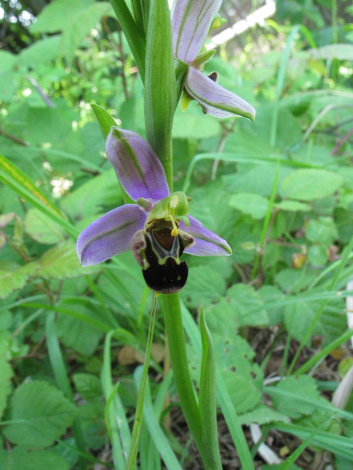 Stazione di Himatoglossum adriaticum