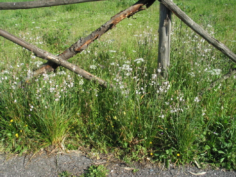 Dalla primavera al Polo Nord - 1/2 - Asphodelus fistulosus