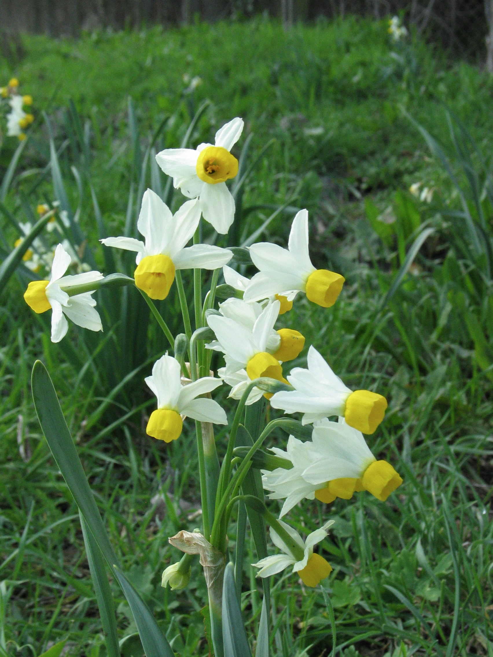 Narcissus tazetta