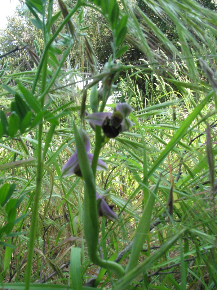 Stazione di Himatoglossum adriaticum