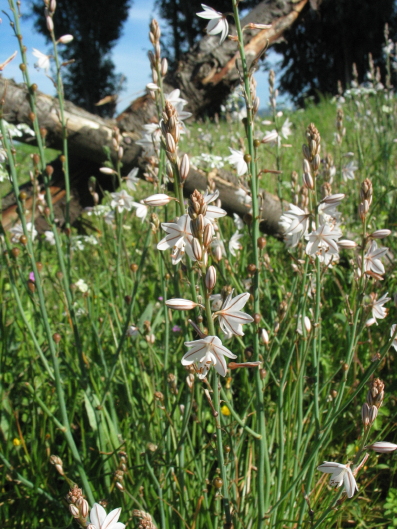 Dalla primavera al Polo Nord - 1/2 - Asphodelus fistulosus