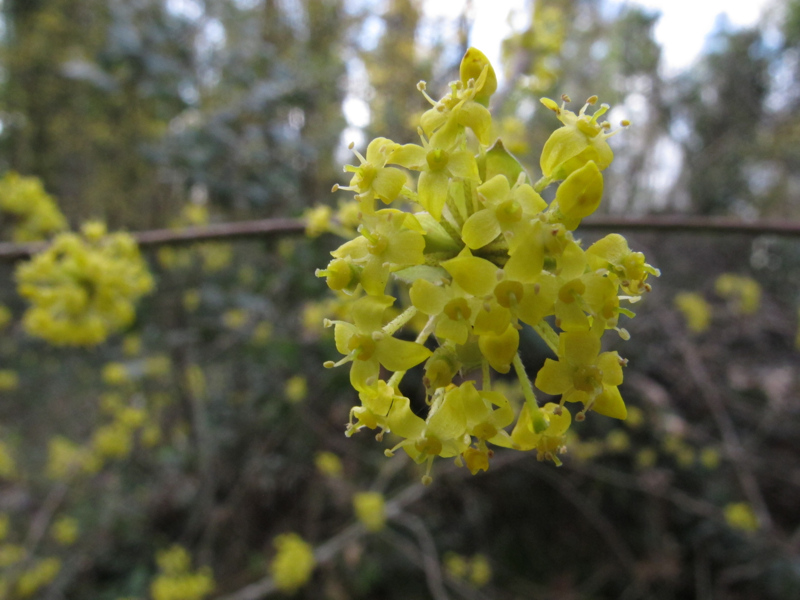 Fiorellini gialli sul ramo: Cornus mas L.