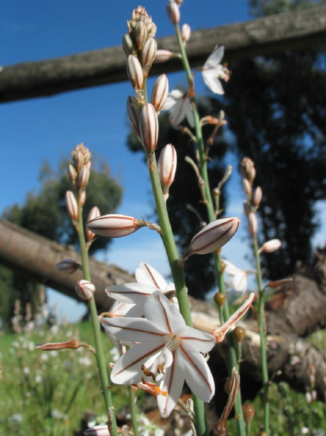 Dalla primavera al Polo Nord - 1/2 - Asphodelus fistulosus