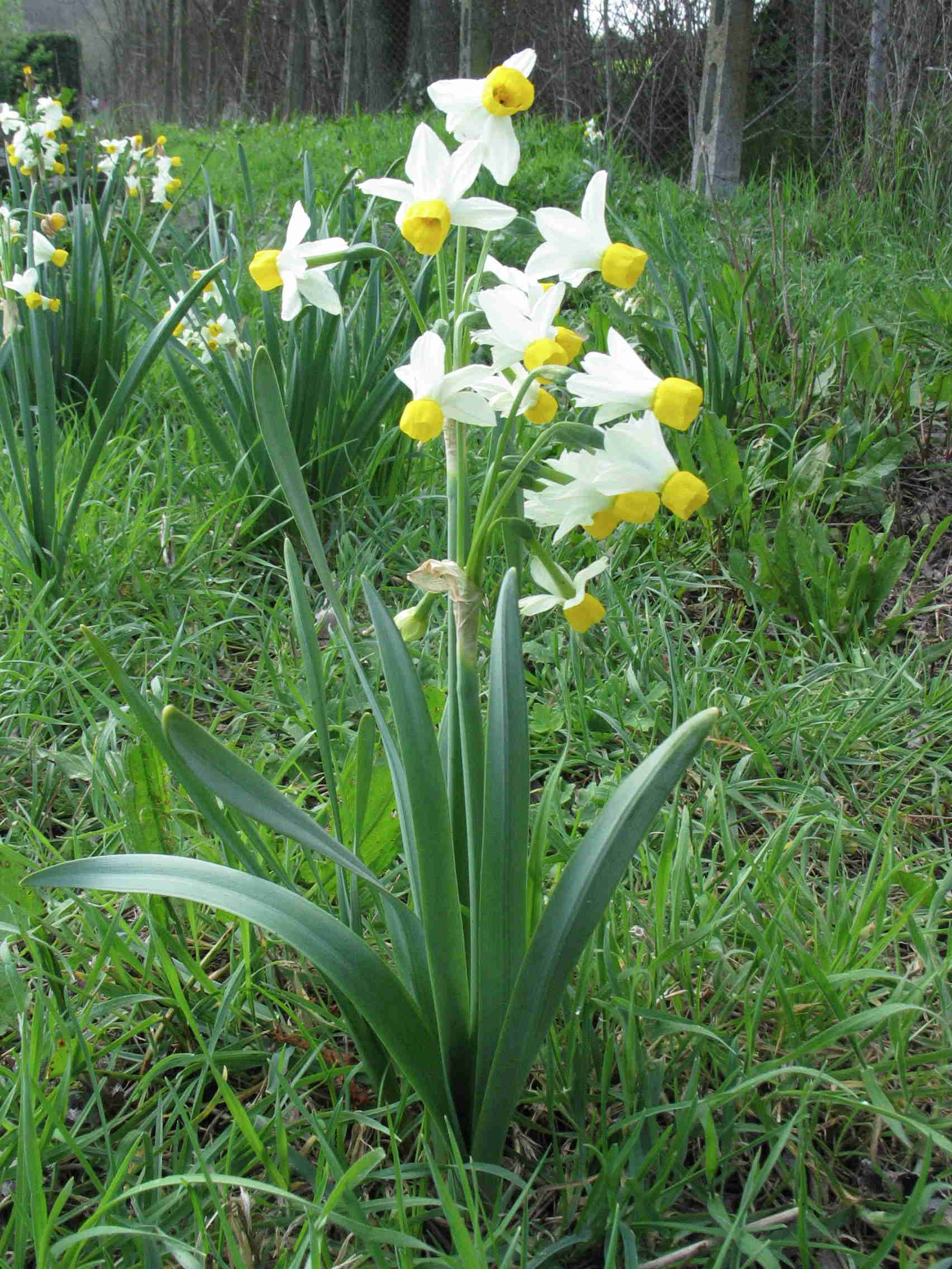 Narcissus tazetta