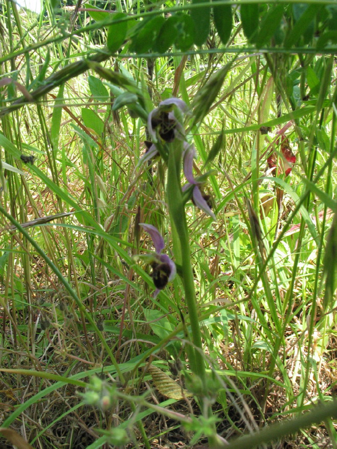 Stazione di Himatoglossum adriaticum