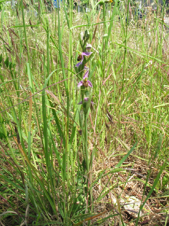 Stazione di Himatoglossum adriaticum