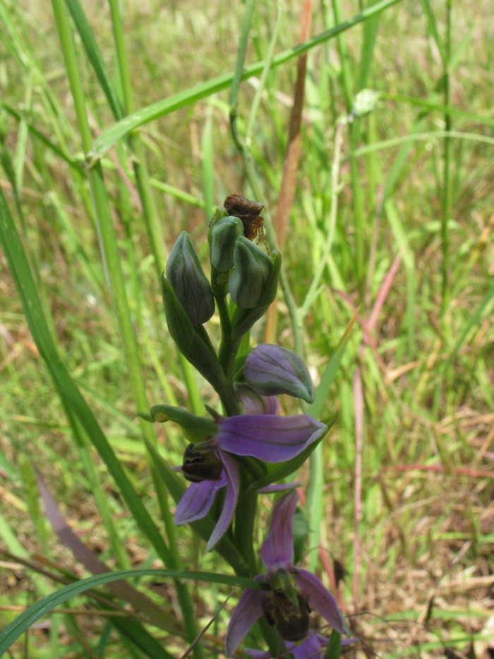 Stazione di Himatoglossum adriaticum