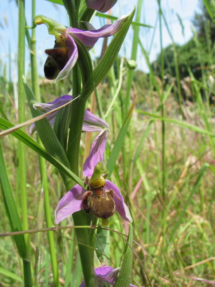 Stazione di Himatoglossum adriaticum