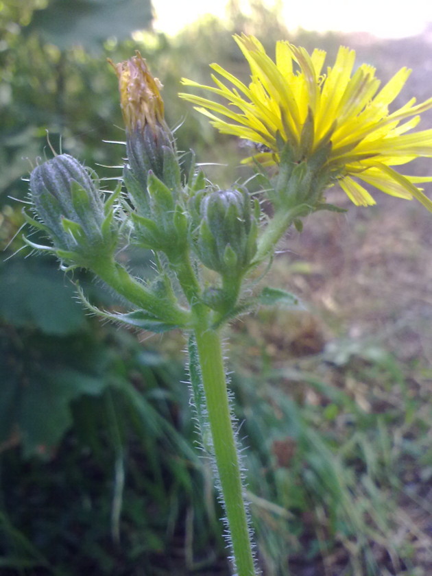 Picris hieracioides