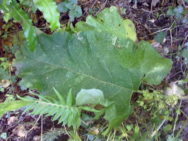 Petasites: la foglia pi grande