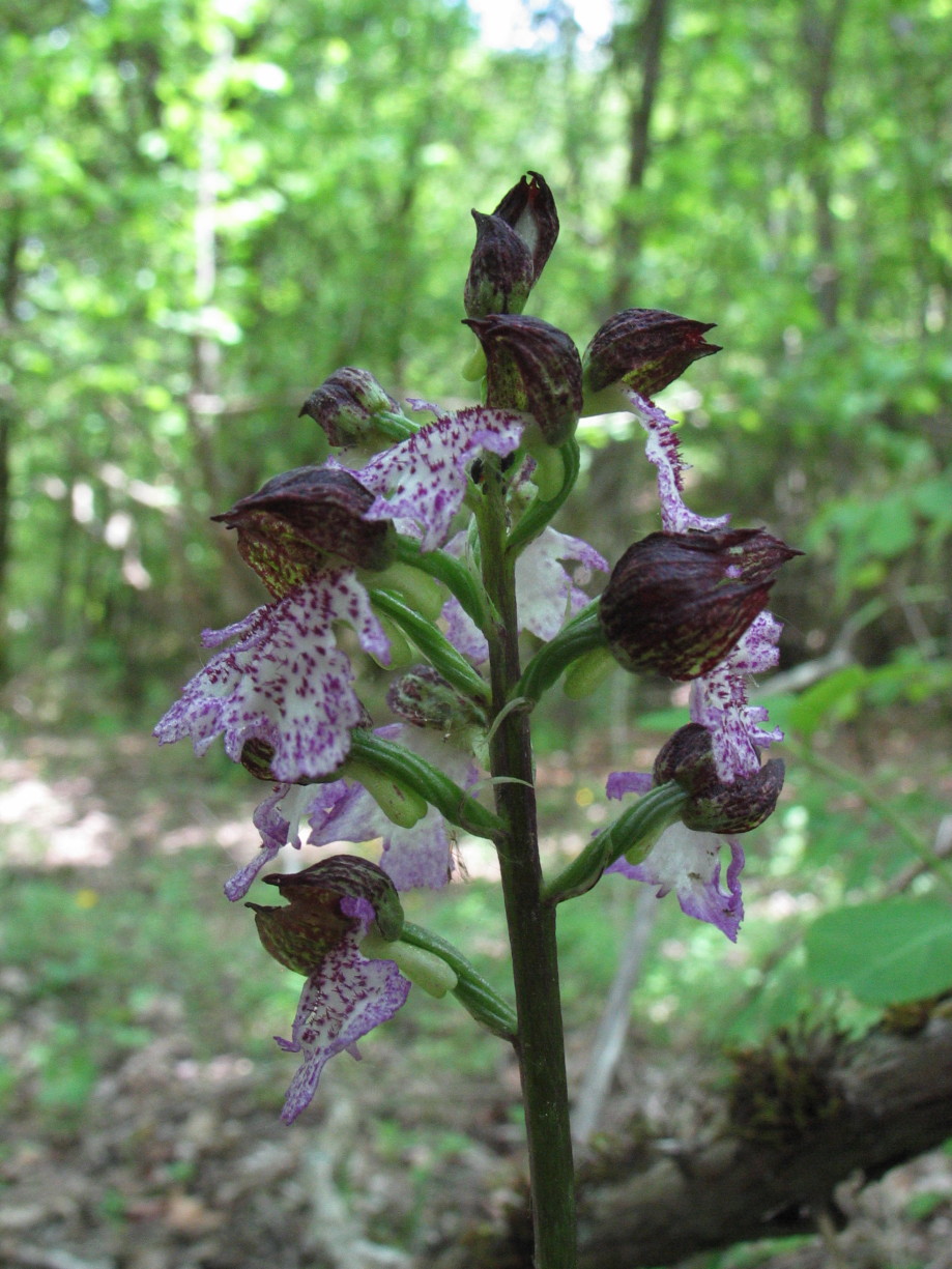 Orchis_purpurea: variazioni sul tema