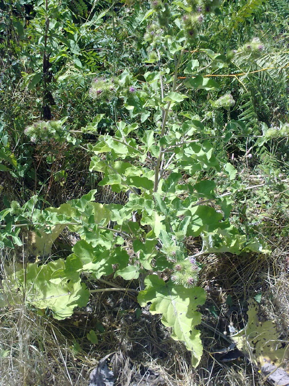 Petasites: la foglia pi grande