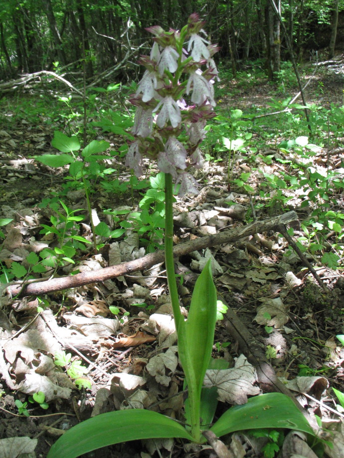 Orchis_purpurea: variazioni sul tema