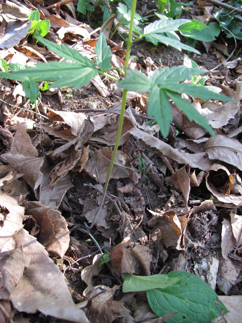 Pianta con bulbi ascellari - Cardamine bulbifera