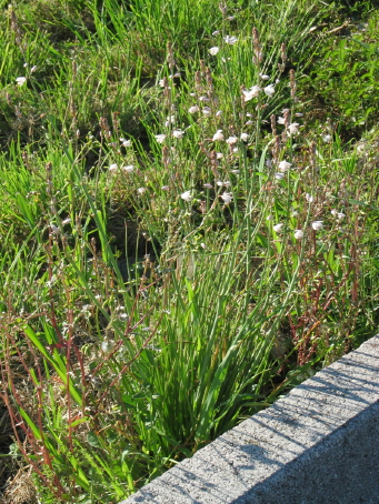 Dalla primavera al Polo Nord - 1/2 - Asphodelus fistulosus